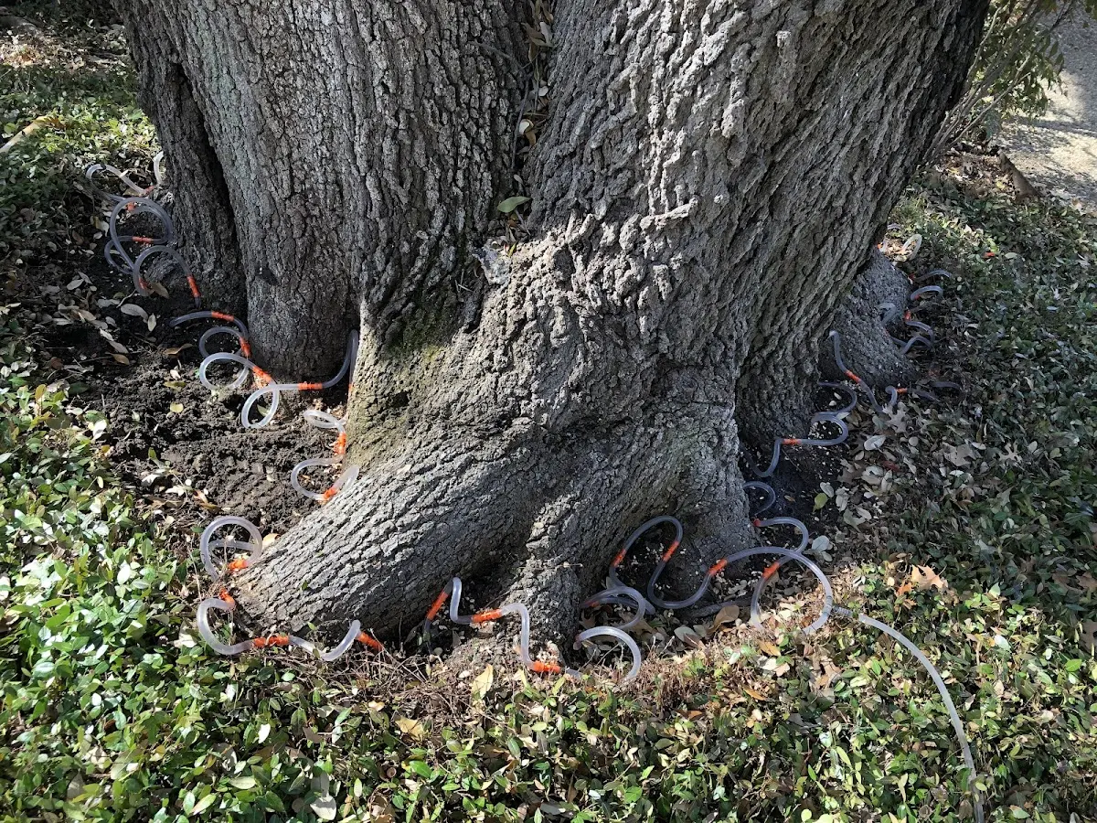 Detailed Tree Cabling and Bracing job site in Sherman Oaks