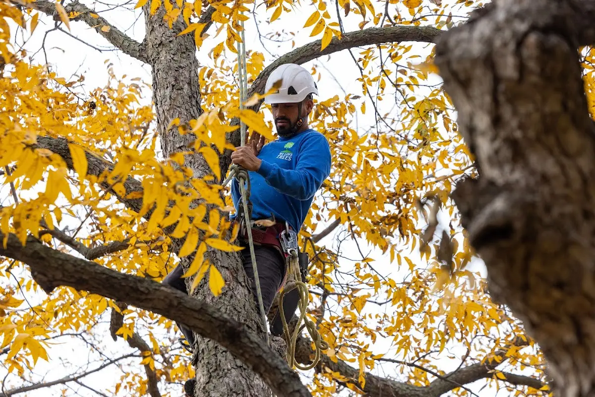 Skilled Tree Planting crew working in Sherman Oaks